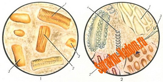 Анализ кала Анализ кала